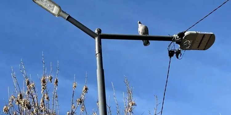 Mejoras en la Iluminación Urbana: Parque Unzué y Acceso Sur Reciben Importantes Actualizaciones